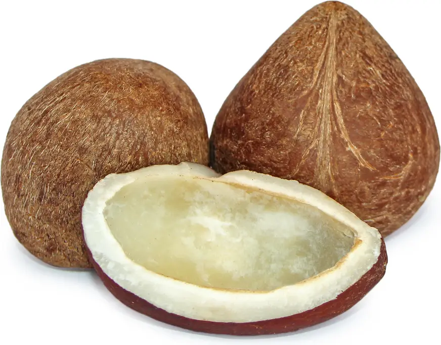 Coconut 