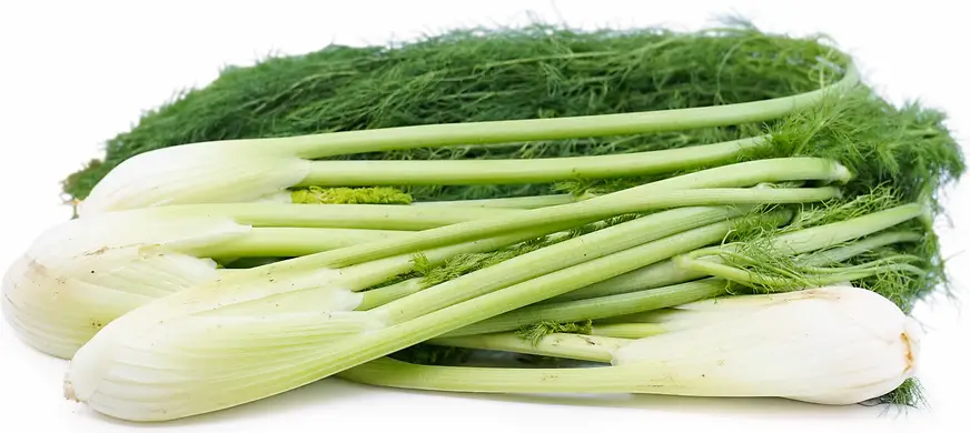 Fennel