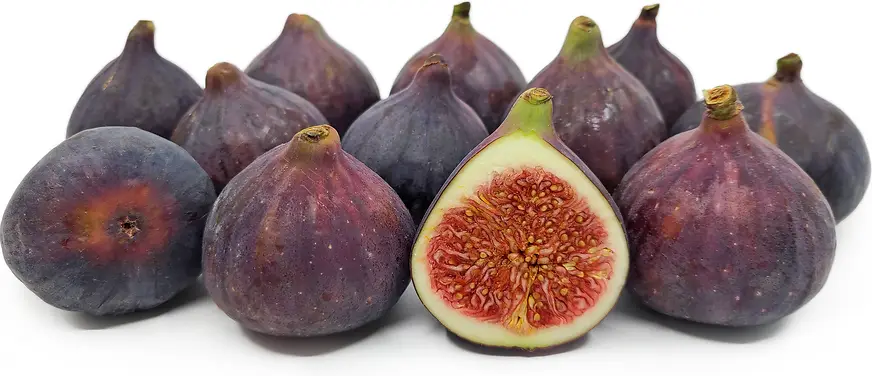 Fig Red