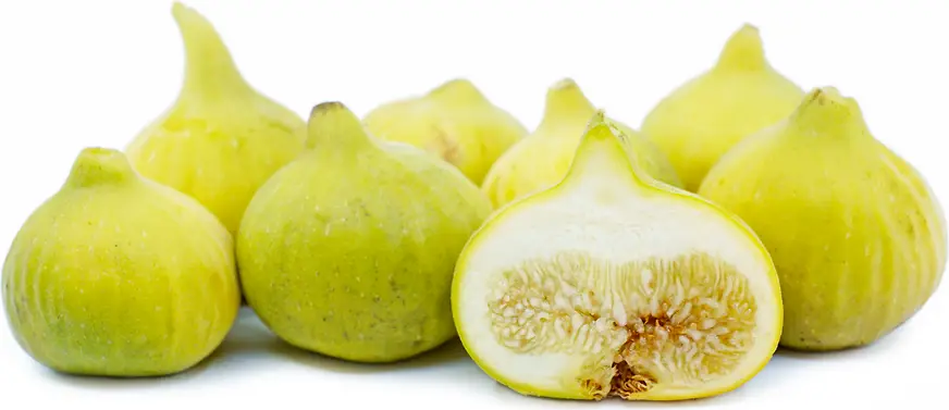 Fig White