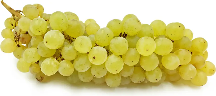 Grapes Maghdoushi