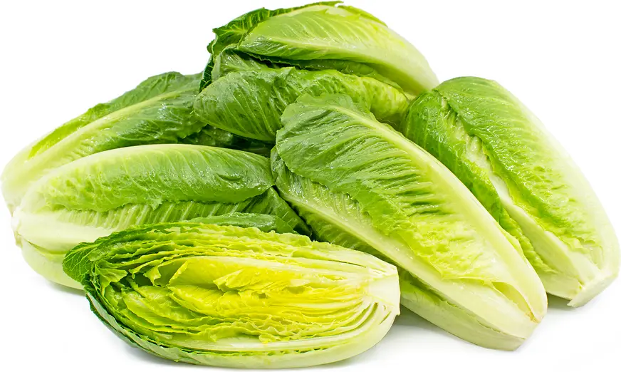 Lettuce Romain