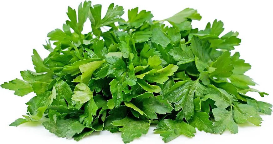 Parsley 