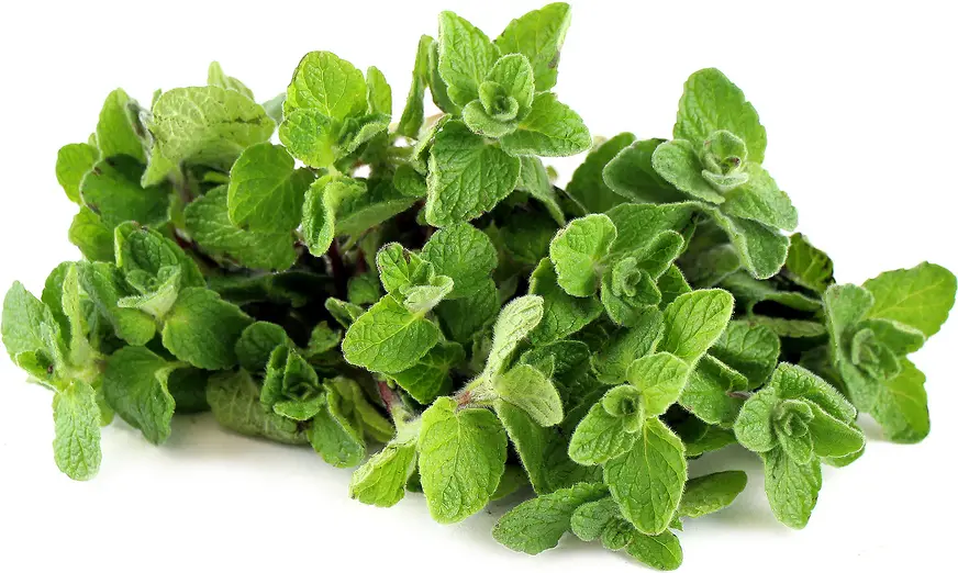 Thyme Zoubaa