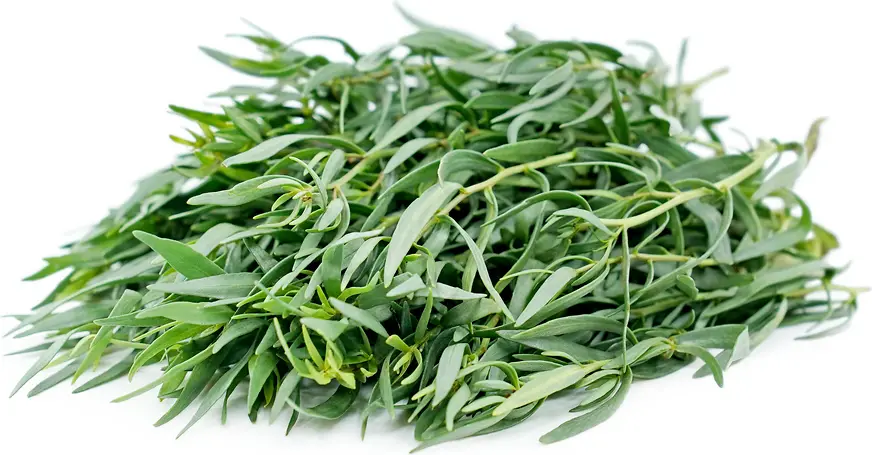 Thyme Green