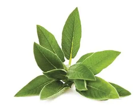 Sage
