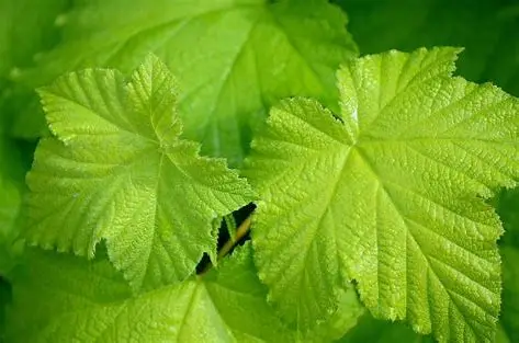 Vine leaf