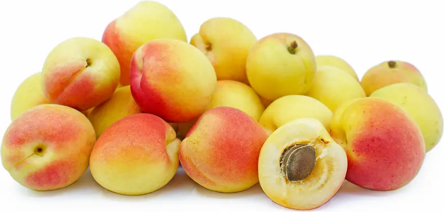 Apricot Em Hsein