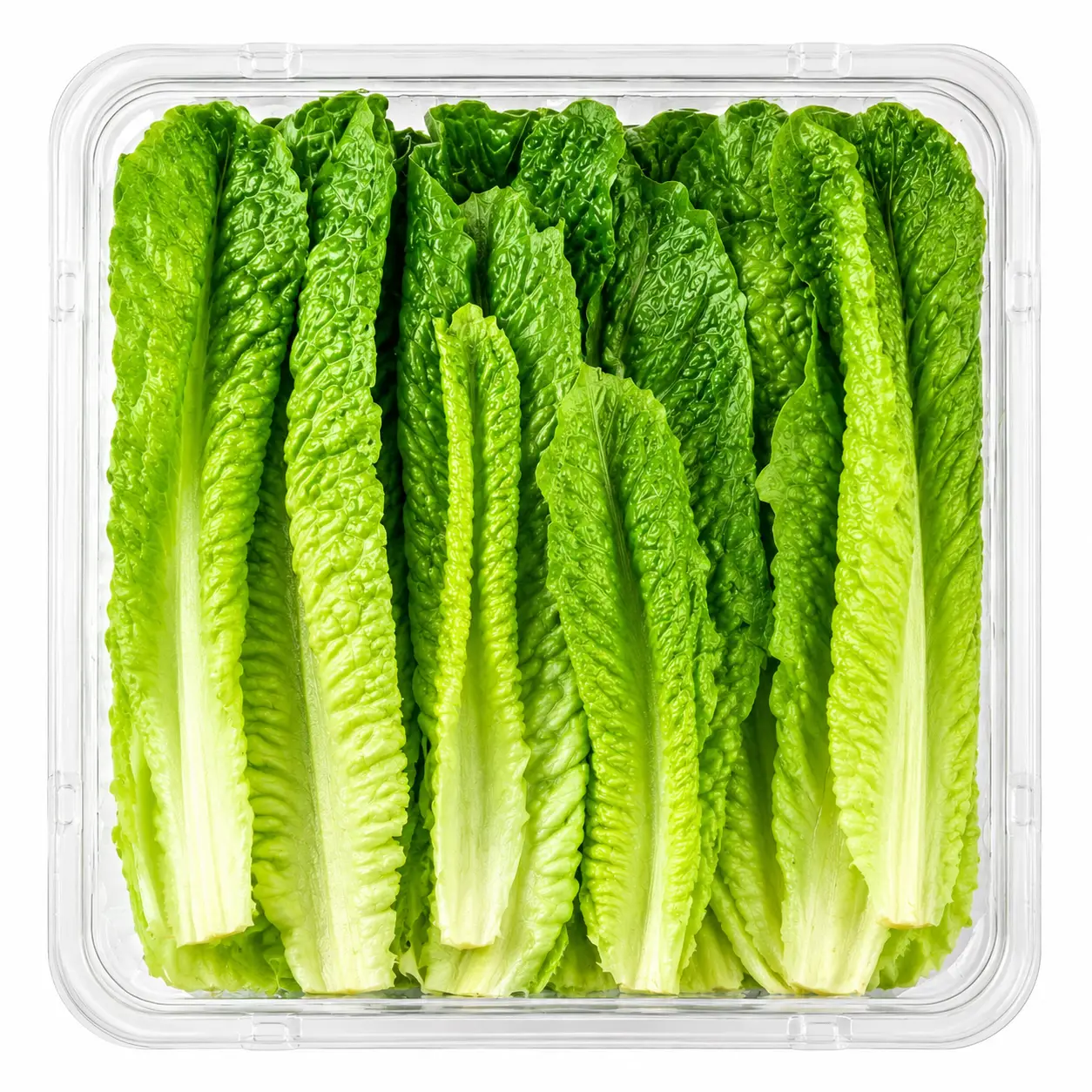 Lettuce Romaine