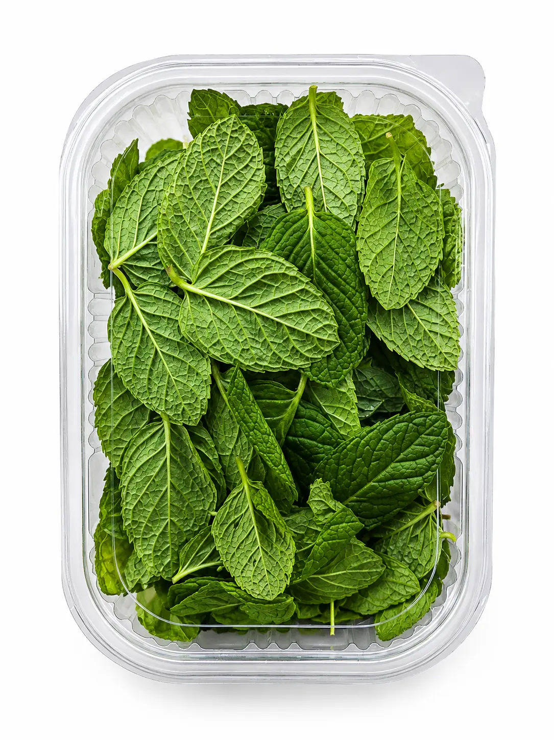Mint