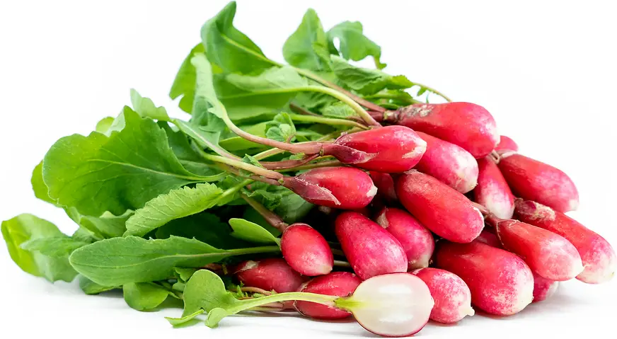 Radish 