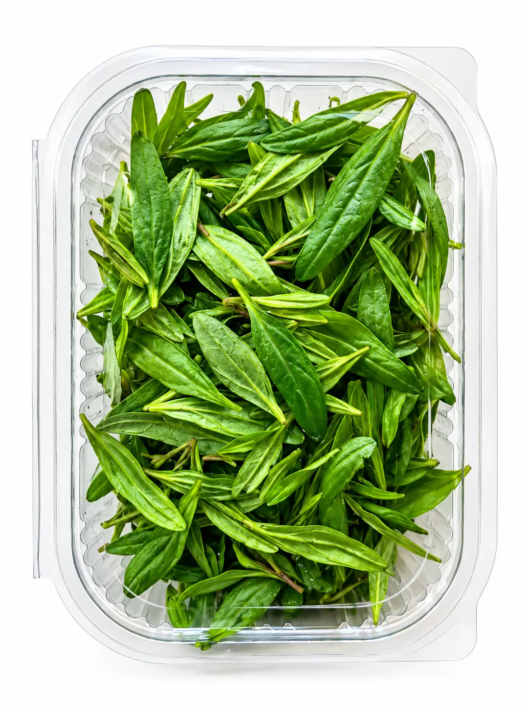 Thyme