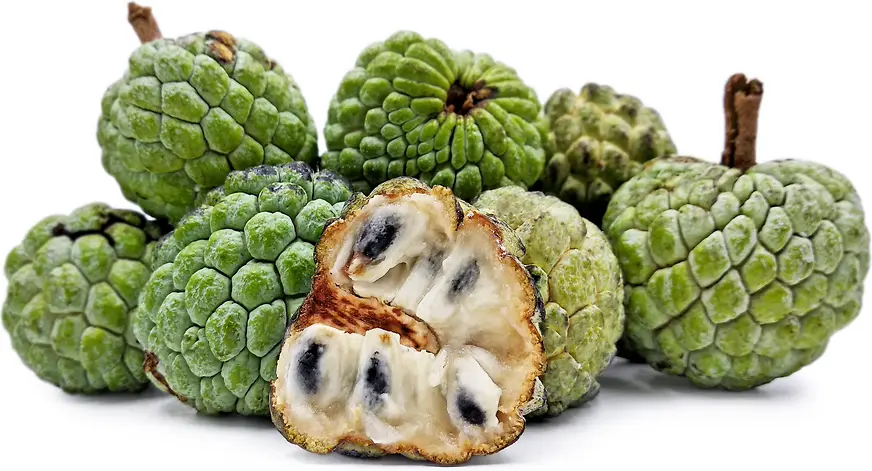 أشطة 