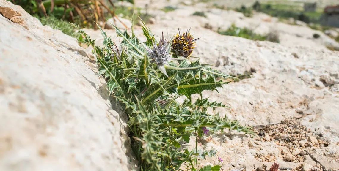 العكوب: كنز لبنان الشوكي في الربيع
