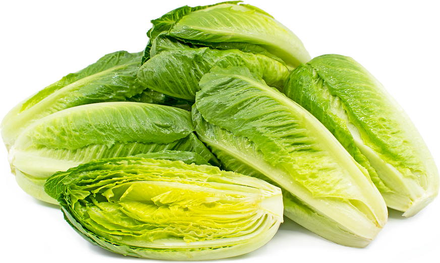 Lettuce Romain
