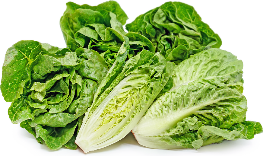 Lettuce Succrine Baby Gem