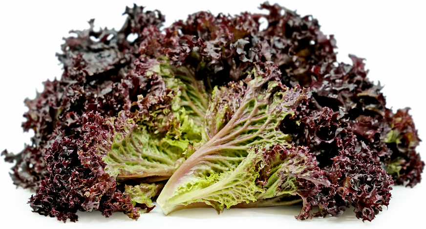 Lettuce Lola Rossa/Verde