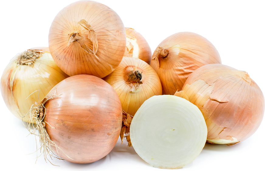 Onions Echalotte