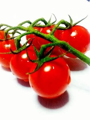 بندورة ميني