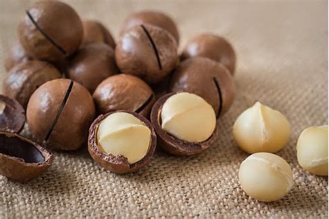 Macadamia