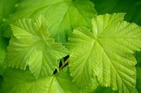 Vine leaf