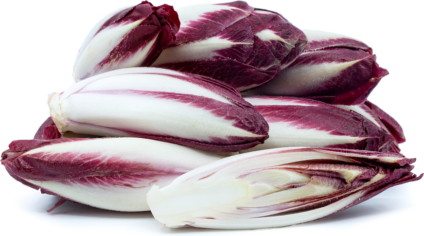 Endive Red
