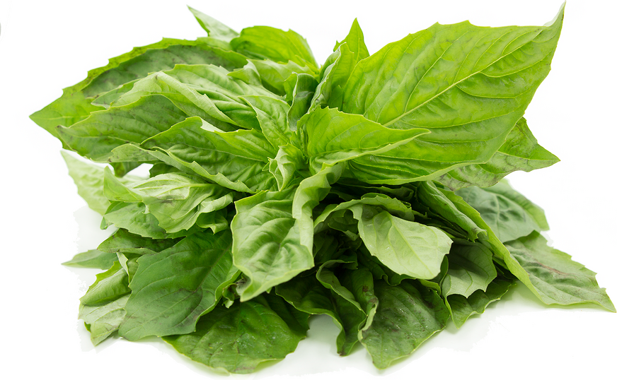 Basil 